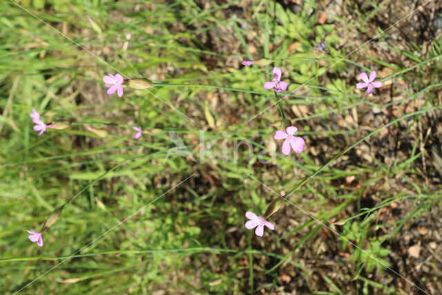 Slanke mantelanjer (Petrorhagia prolifera)