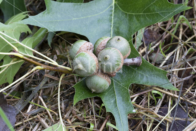 Moeraseik (Quercus palustris)