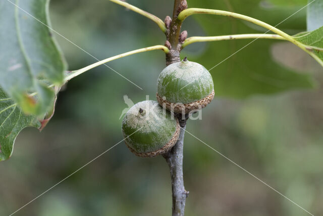 Pin Oak (Quercus palustris)