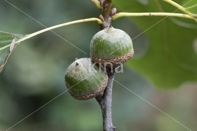 Moeraseik (Quercus palustris)