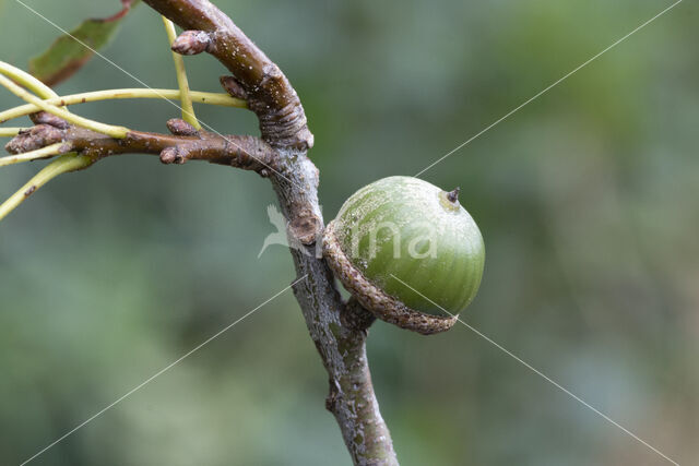 Moeraseik (Quercus palustris)