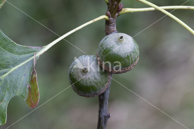 Moeraseik (Quercus palustris)