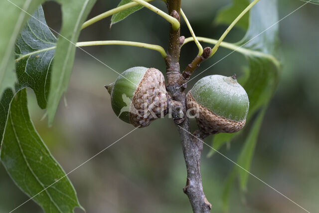 Pin Oak (Quercus palustris)