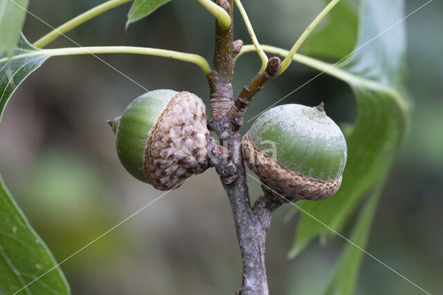 Pin Oak (Quercus palustris)