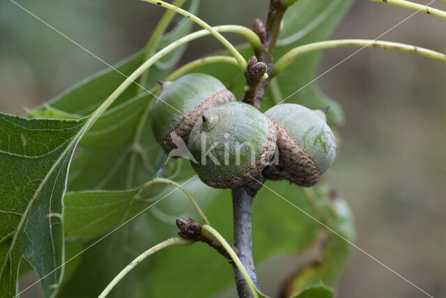 Moeraseik (Quercus palustris)