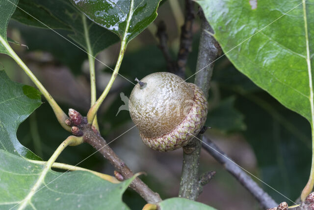 Red Oak (Quercus rubra)