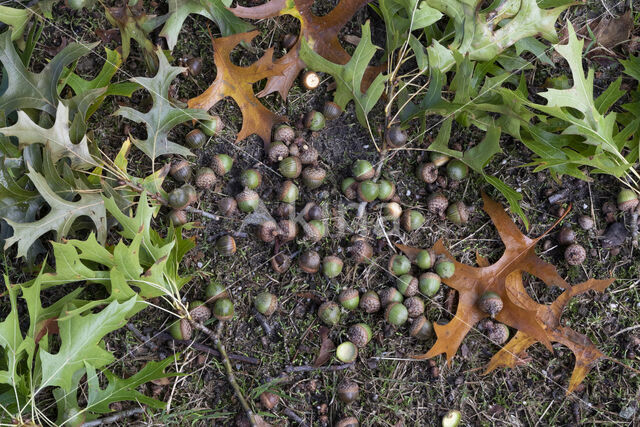 Moeraseik (Quercus palustris)