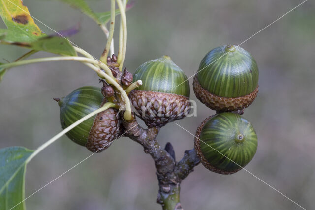 Moeraseik (Quercus palustris)