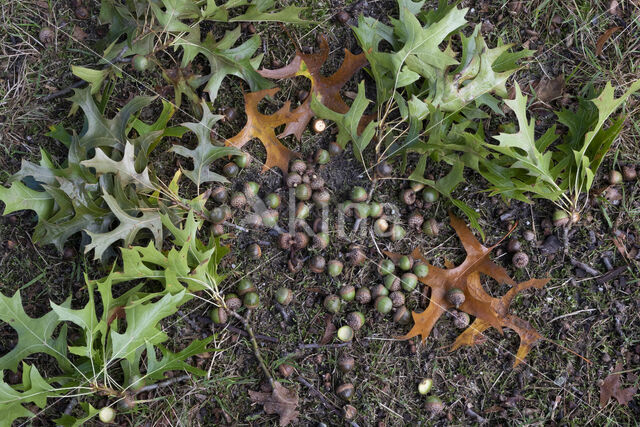 Moeraseik (Quercus palustris)