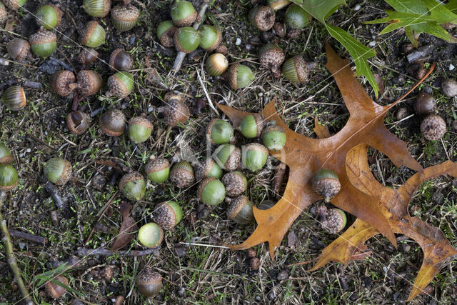 Moeraseik (Quercus palustris)