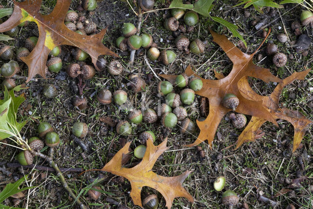 Moeraseik (Quercus palustris)