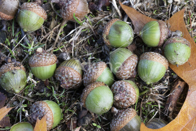 Pin Oak (Quercus palustris)