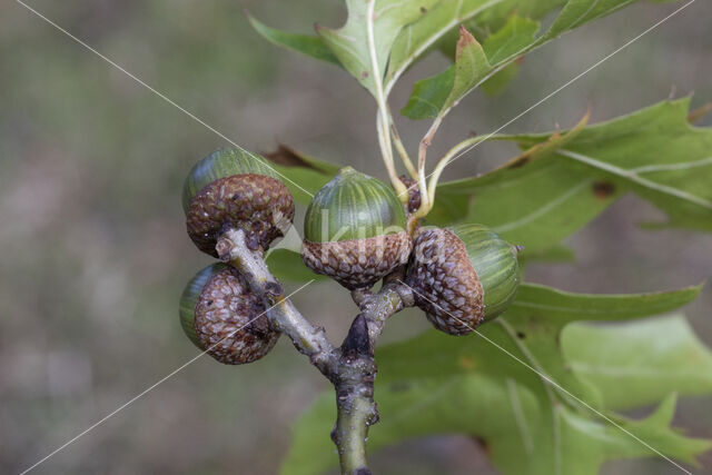 Pin Oak (Quercus palustris)