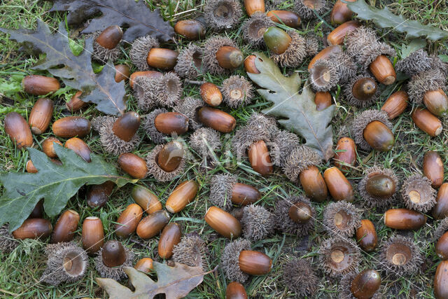 Turkey Oak (Quercus cerris)