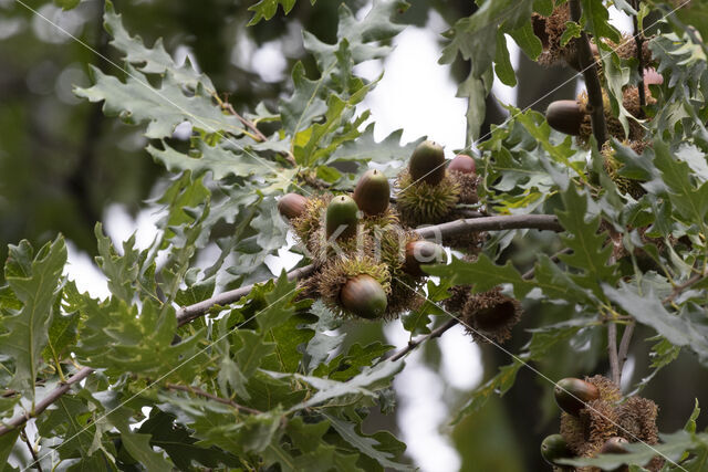 Turkey Oak (Quercus cerris)