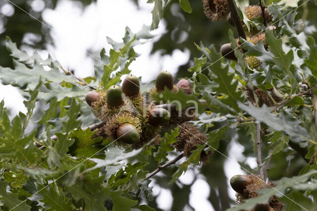 Turkey Oak (Quercus cerris)