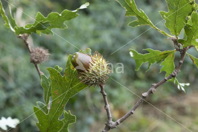 Moseik (Quercus cerris)