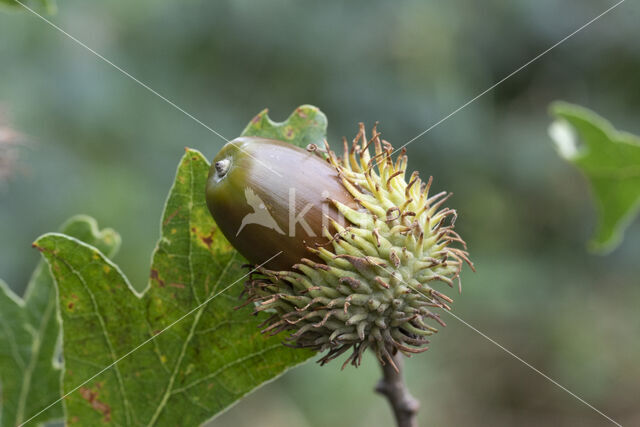 Turkey Oak (Quercus cerris)