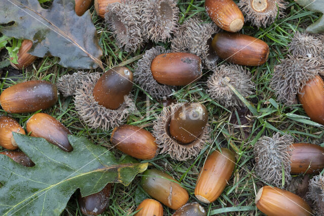 Turkey Oak (Quercus cerris)