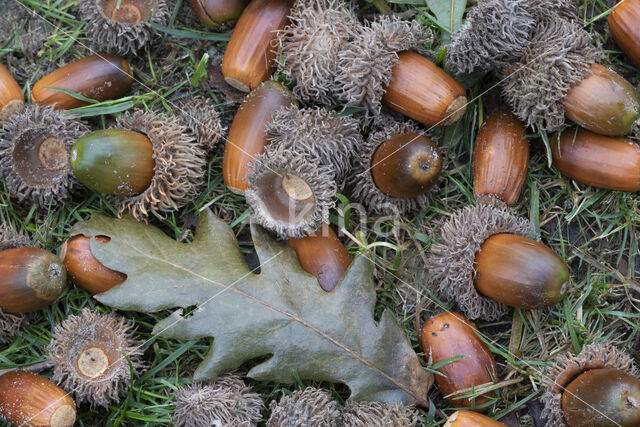 Turkey Oak (Quercus cerris)