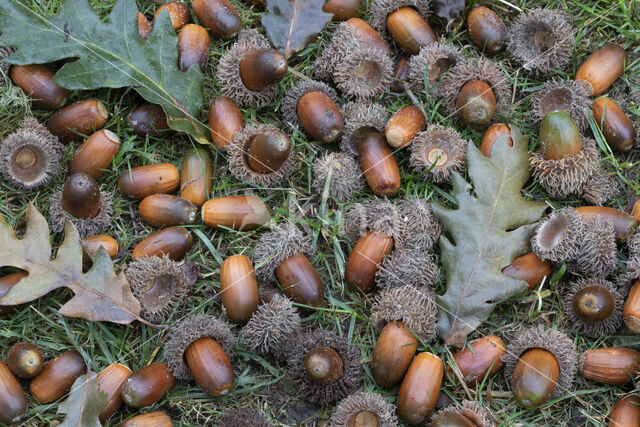 Turkey Oak (Quercus cerris)