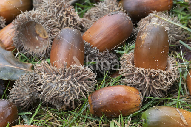 Turkey Oak (Quercus cerris)