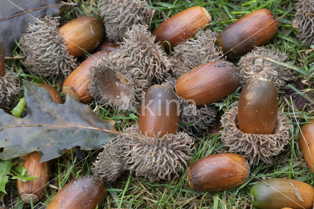 Turkey Oak (Quercus cerris)