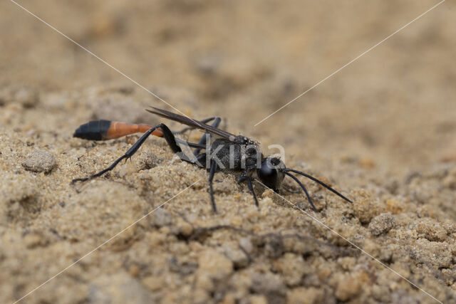 grote rupsendoder (ammophila sabulosa)