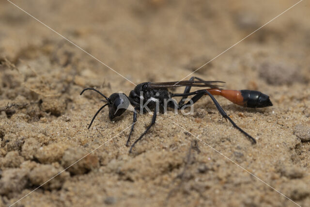 grote rupsendoder (ammophila sabulosa)