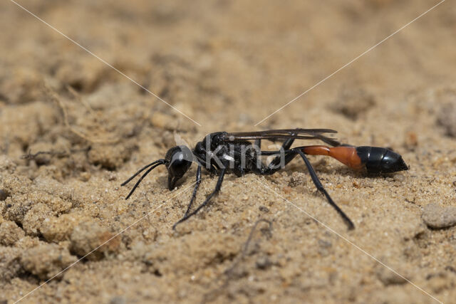 big caterpillar (ammophila sabulosa)