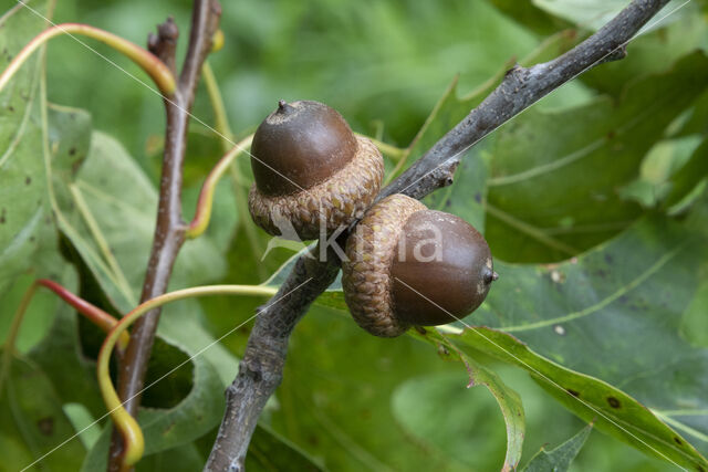 Red Oak (Quercus rubra)