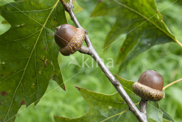 Amerikaanse eik (Quercus rubra)