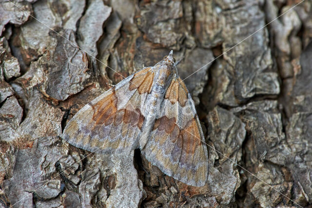 Pine Carpet (Thera firmata)