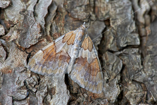 Hoekbanddennenspanner (Thera firmata)