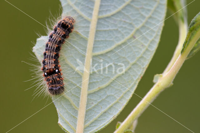 Scarce Chocolate-tip (Clostera anachoreta)