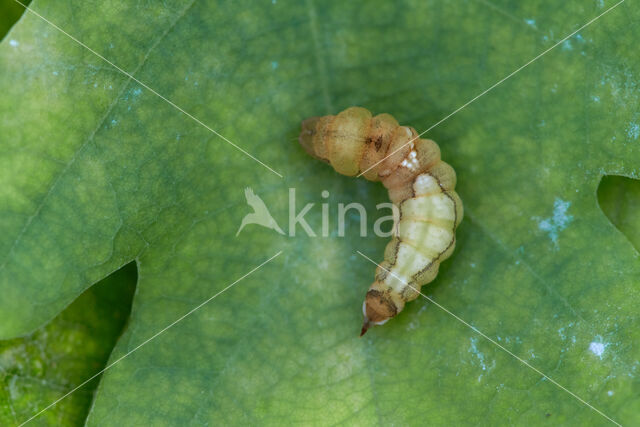 Oak Hook-tip (Watsonalla binaria)