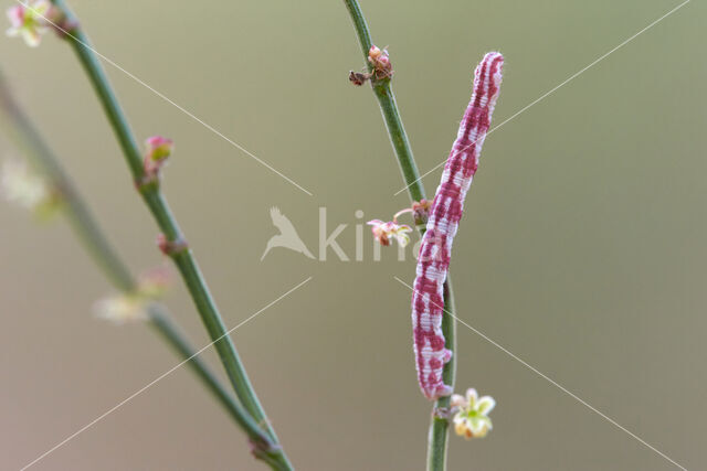 Lime-speck Pug (Eupithecia centaureata)