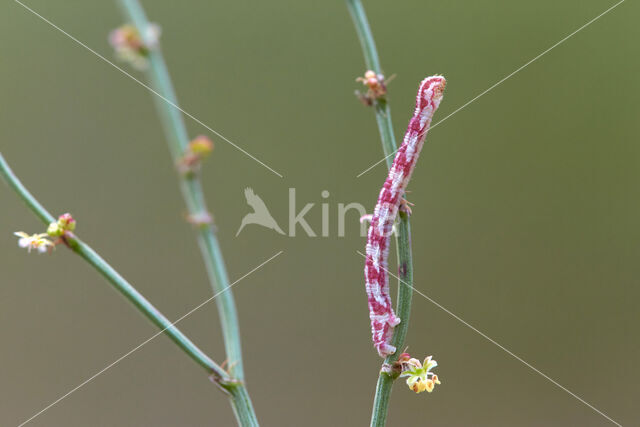 Lime-speck Pug (Eupithecia centaureata)