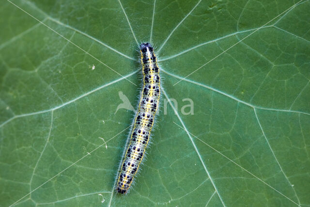 Groot koolwitje (Pieris brassicae)