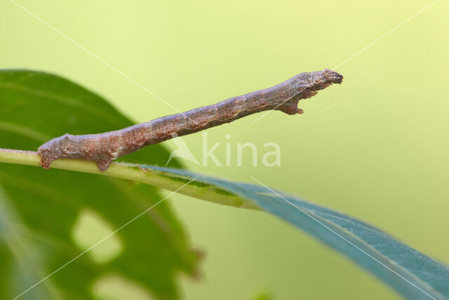 Gewone Spikkelspanner (Ectropis crepuscularia)