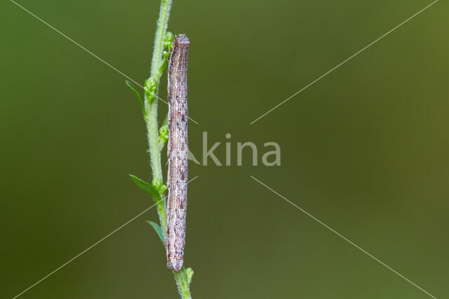 Dark-barred Twin-spot Carpet (Xanthorhoe ferrugata