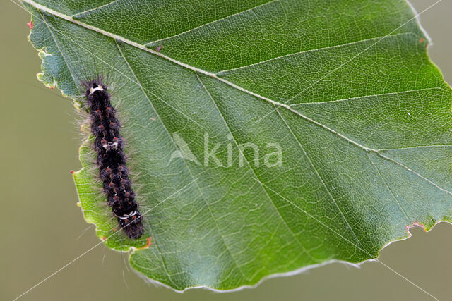 Geel beertje (Eilema sororcula)