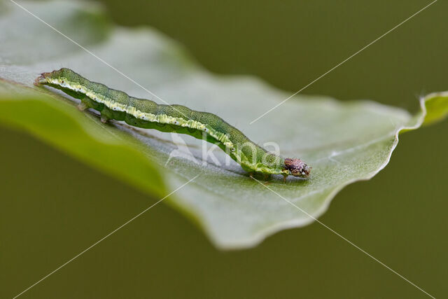 Spotted Sulphur (Emmelia trabealis)