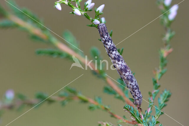 Gewone heispanner (Ematurga atomaria)