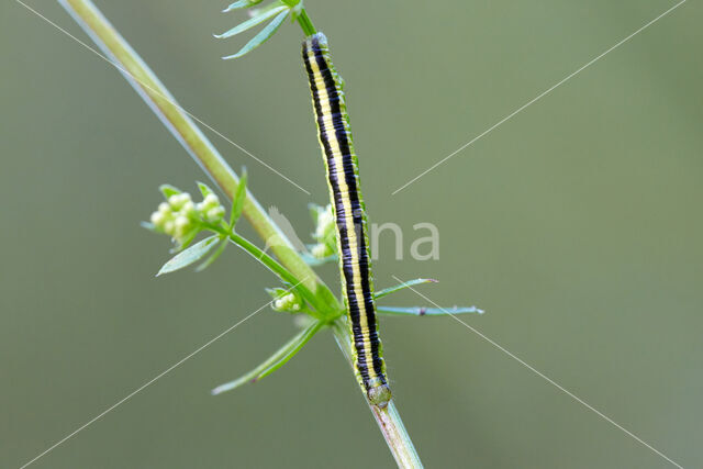 Royal Mantle (Catarhoe cuculata)