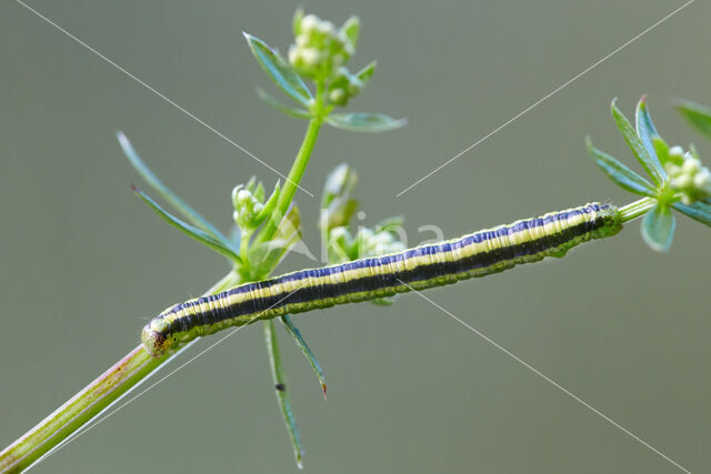 Royal Mantle (Catarhoe cuculata)