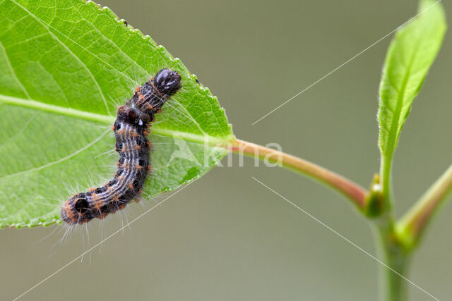 Scarce Chocolate-tip (Clostera anachoreta)