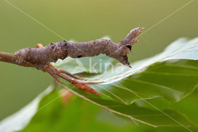 Early Thorn (Selenia dentaria)