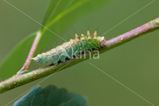 Berkeneenstaart (Drepana falcataria)