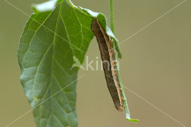 Setaceous Hebrew Character (Xestia c-nigrum)